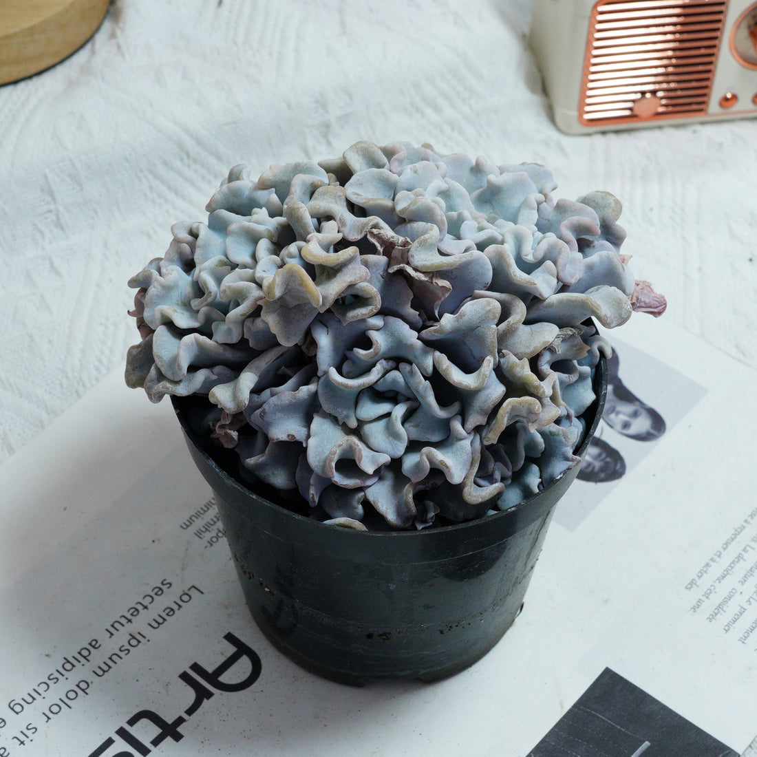 3.5'' Echeveria Crispate Beauty, Rare Live Succulent Plants