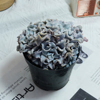3.5'' Echeveria Crispate Beauty, Rare Live Succulent Plants