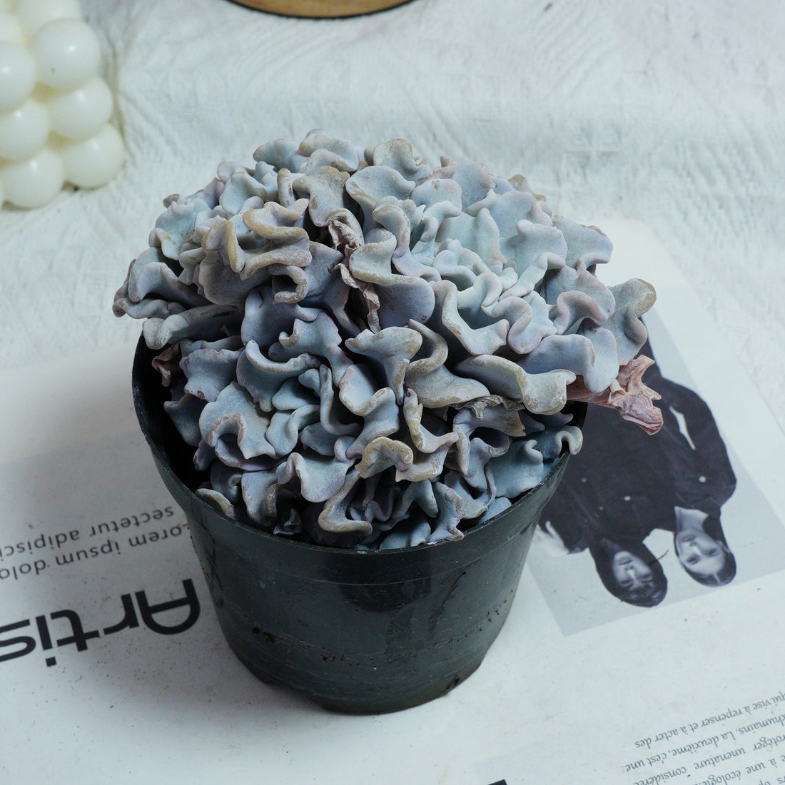 3.5'' Echeveria Crispate Beauty, Rare Live Succulent Plants