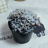 3.5'' Echeveria Crispate Beauty, Rare Live Succulent Plants