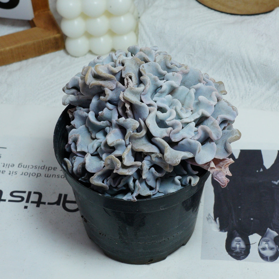 3.5'' Echeveria Crispate Beauty, Rare Live Succulent Plants