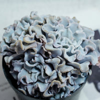 3.5'' Echeveria Crispate Beauty, Rare Live Succulent Plants