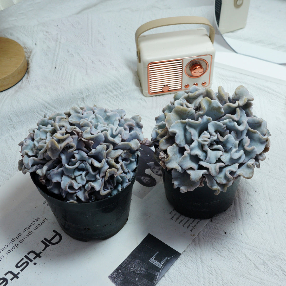 3.5'' Echeveria Crispate Beauty, Rare Live Succulent Plants