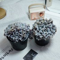 3.5'' Echeveria Crispate Beauty, Rare Live Succulent Plants