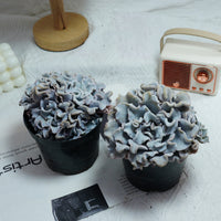 3.5'' Echeveria Crispate Beauty, Rare Live Succulent Plants