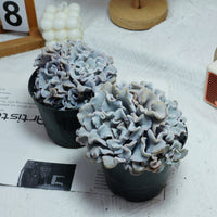 3.5'' Echeveria Crispate Beauty, Rare Live Succulent Plants