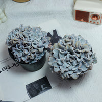 3.5'' Echeveria Crispate Beauty, Rare Live Succulent Plants