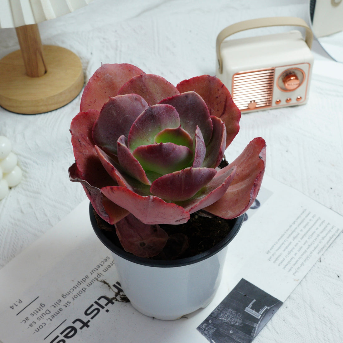 5'' Echeveria Suyon, Rare Live Succulent Plants