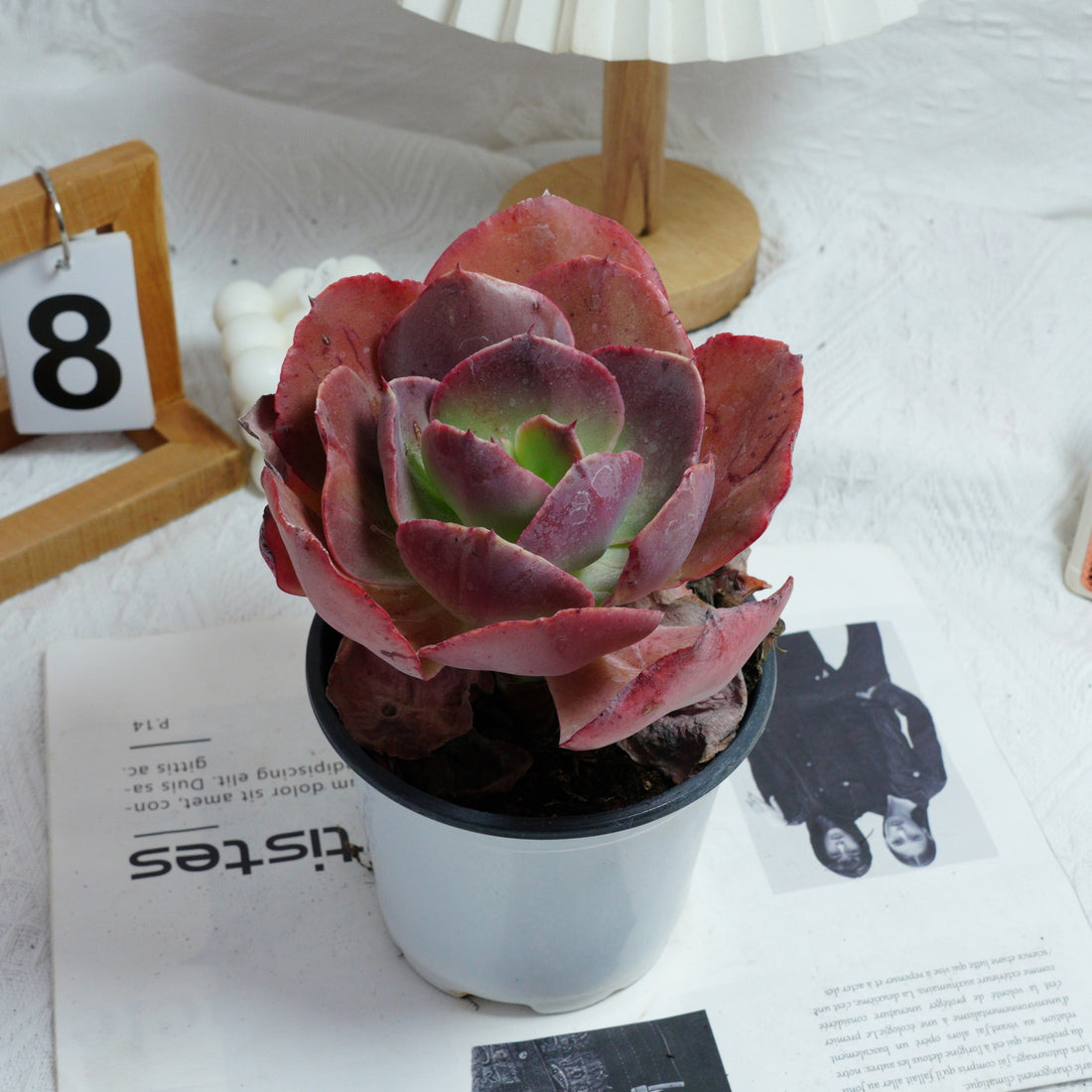 5'' Echeveria Suyon, Rare Live Succulent Plants