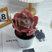 5'' Echeveria Suyon, Rare Live Succulent Plants