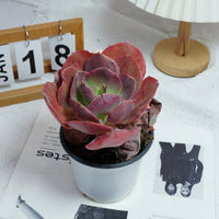 5'' Echeveria Suyon, Rare Live Succulent Plants