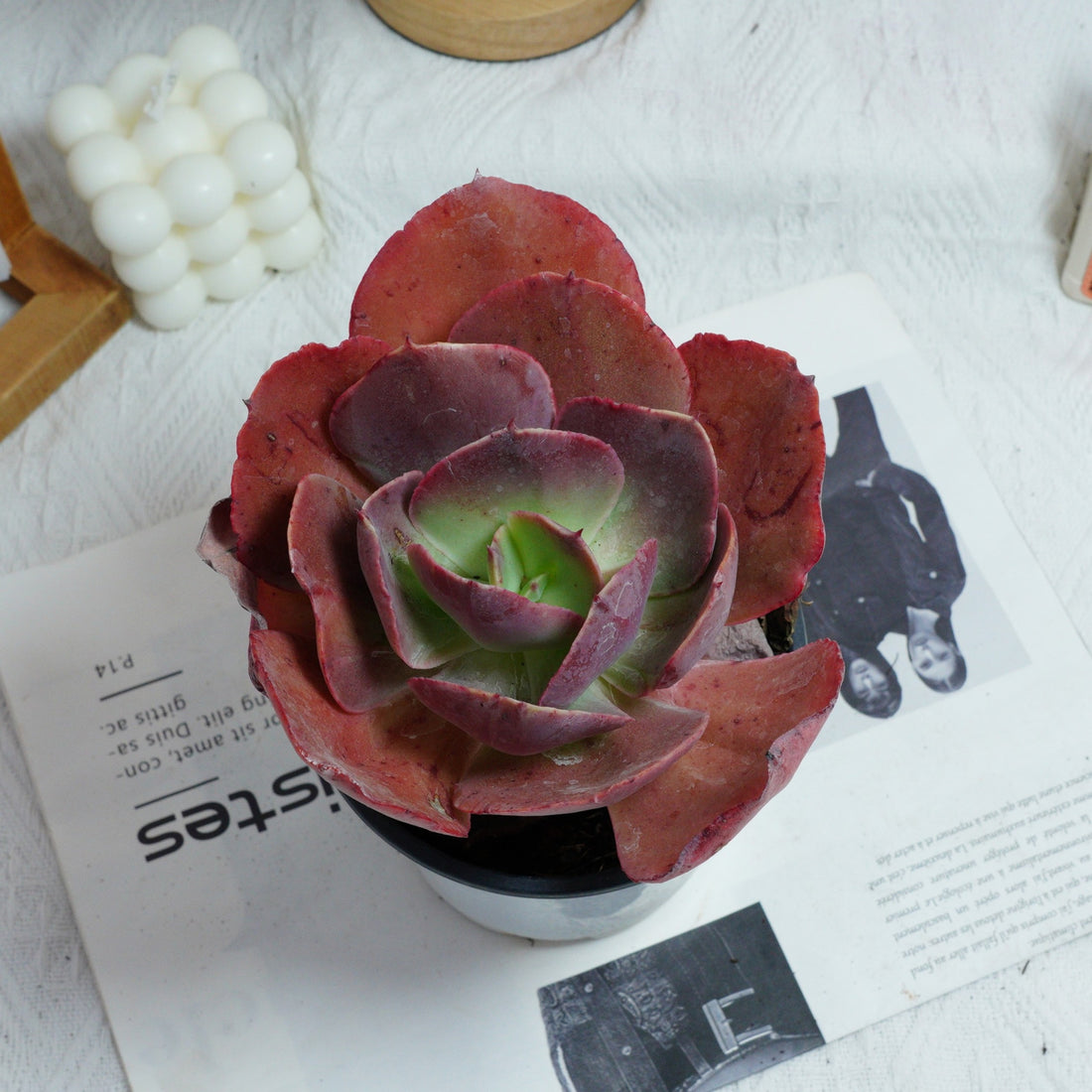 5'' Echeveria Suyon, Rare Live Succulent Plants