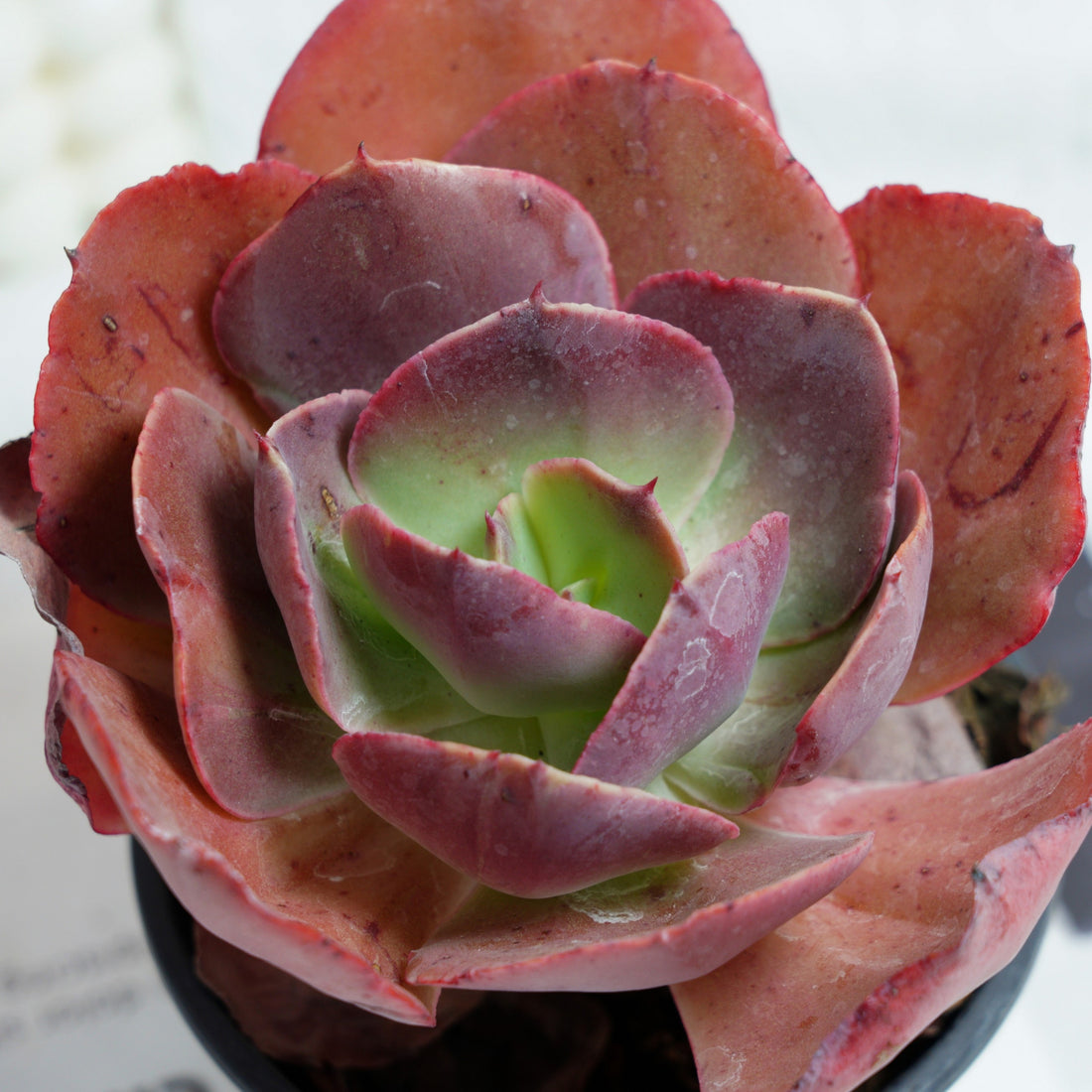 5'' Echeveria Suyon, Rare Live Succulent Plants