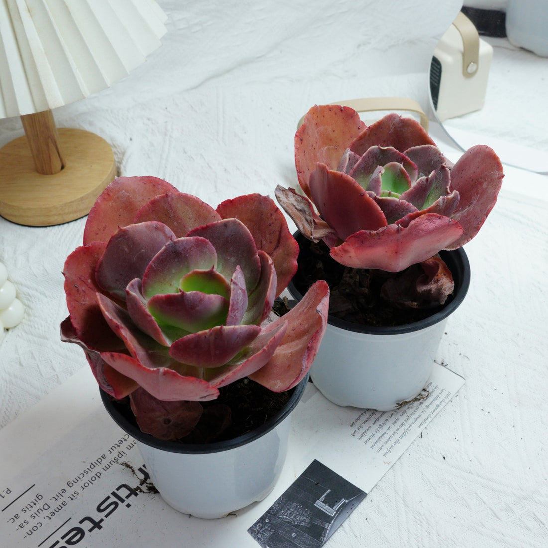 5'' Echeveria Suyon, Rare Live Succulent Plants