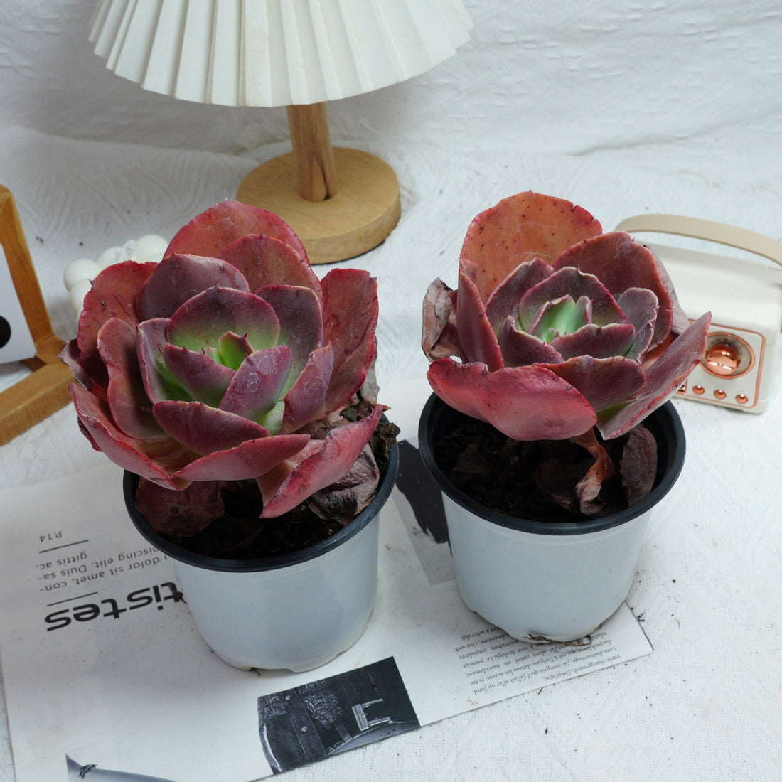 5'' Echeveria Suyon, Rare Live Succulent Plants