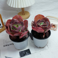 5'' Echeveria Suyon, Rare Live Succulent Plants