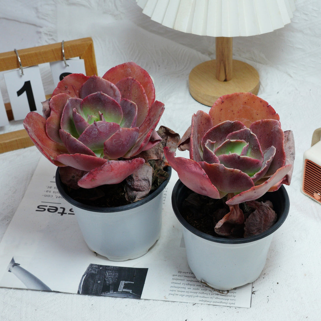 5'' Echeveria Suyon, Rare Live Succulent Plants
