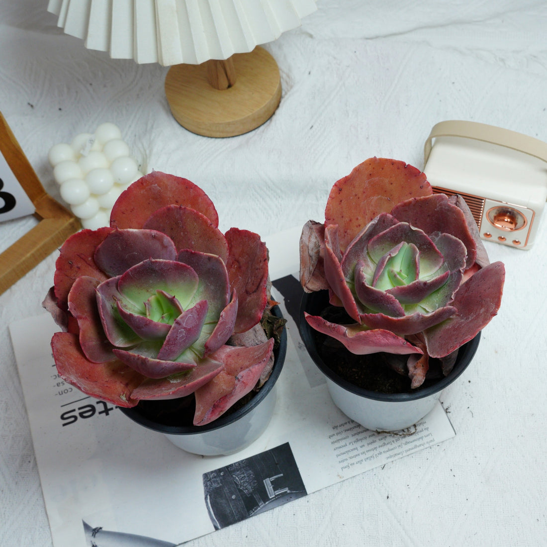 5'' Echeveria Suyon, Rare Live Succulent Plants