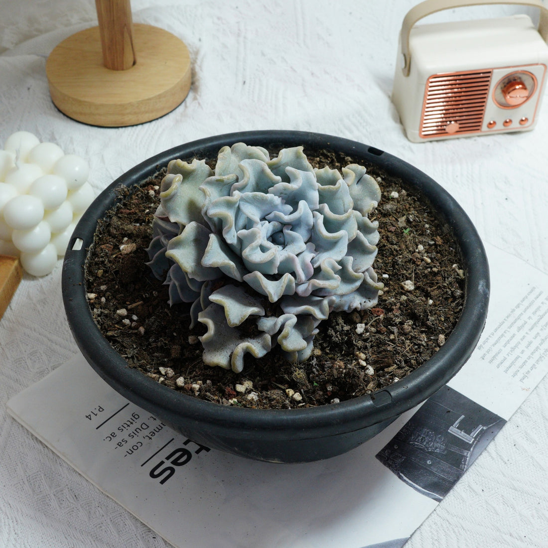6'' Echeveria Crispate Beauty, Rare Live Succulent Plants