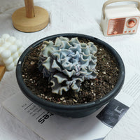6'' Echeveria Crispate Beauty, Rare Live Succulent Plants