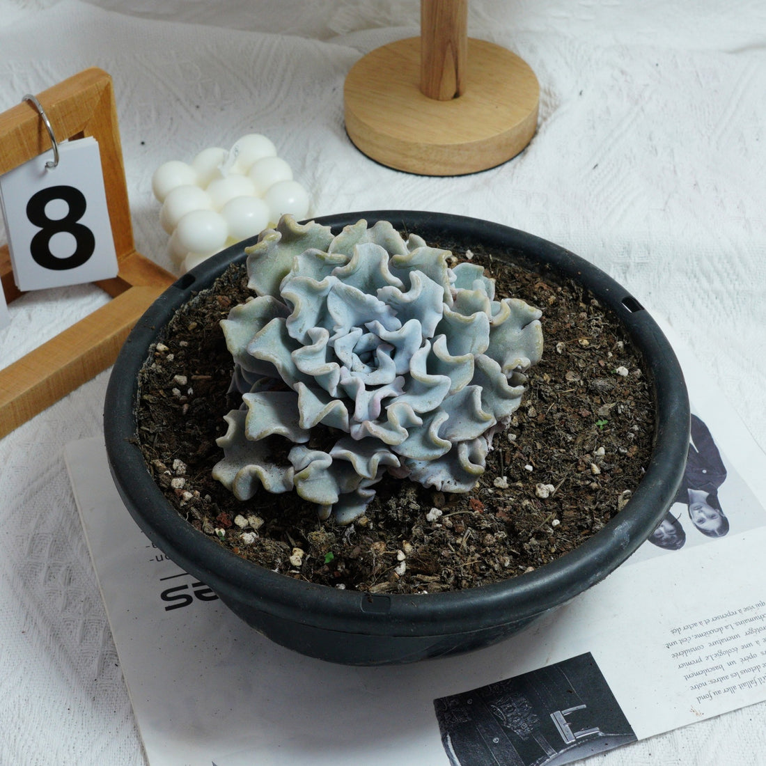 6'' Echeveria Crispate Beauty, Rare Live Succulent Plants