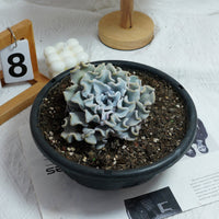 6'' Echeveria Crispate Beauty, Rare Live Succulent Plants