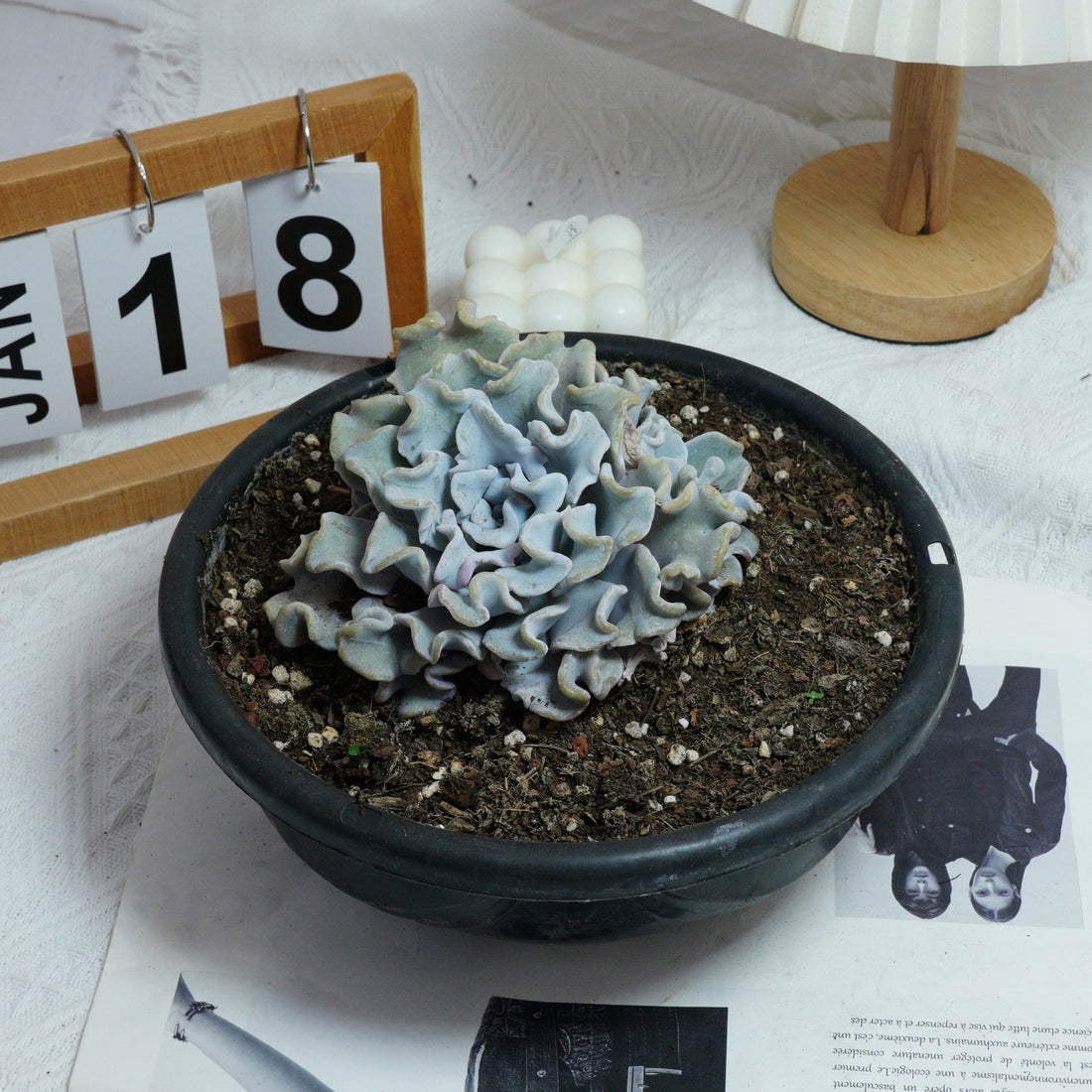6'' Echeveria Crispate Beauty, Rare Live Succulent Plants