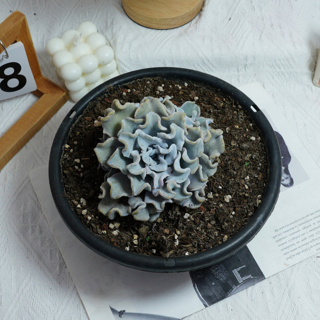 6'' Echeveria Crispate Beauty, Rare Live Succulent Plants