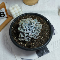 6'' Echeveria Crispate Beauty, Rare Live Succulent Plants