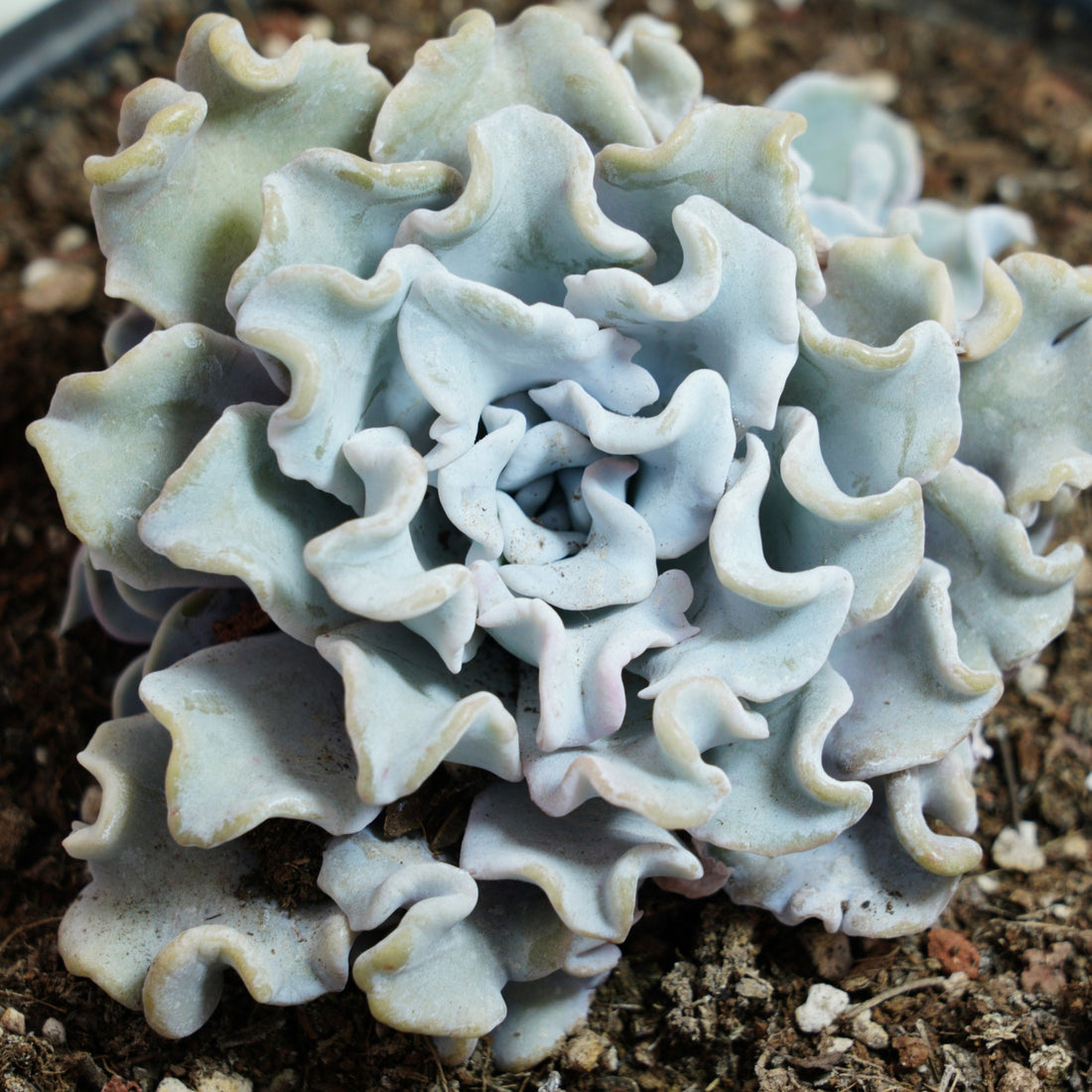 6'' Echeveria Crispate Beauty, Rare Live Succulent Plants