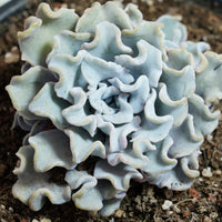 6'' Echeveria Crispate Beauty, Rare Live Succulent Plants