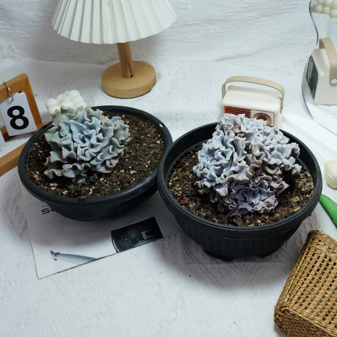 6'' Echeveria Crispate Beauty, Rare Live Succulent Plants