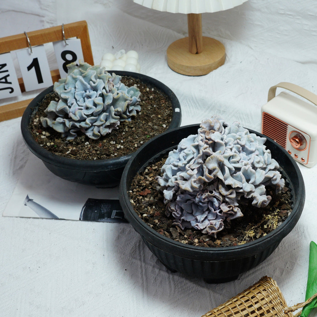 6'' Echeveria Crispate Beauty, Rare Live Succulent Plants