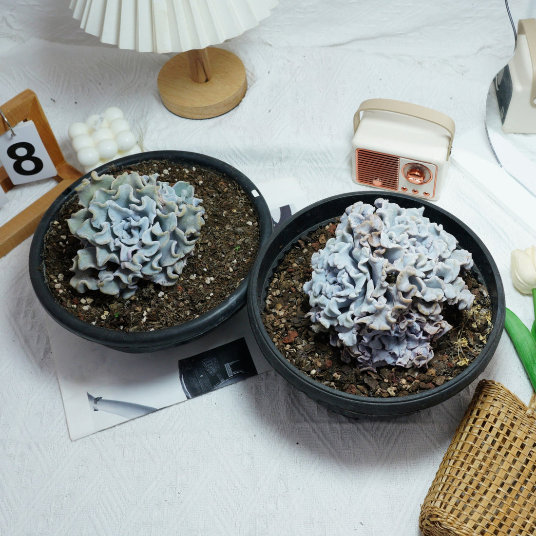 6'' Echeveria Crispate Beauty, Rare Live Succulent Plants