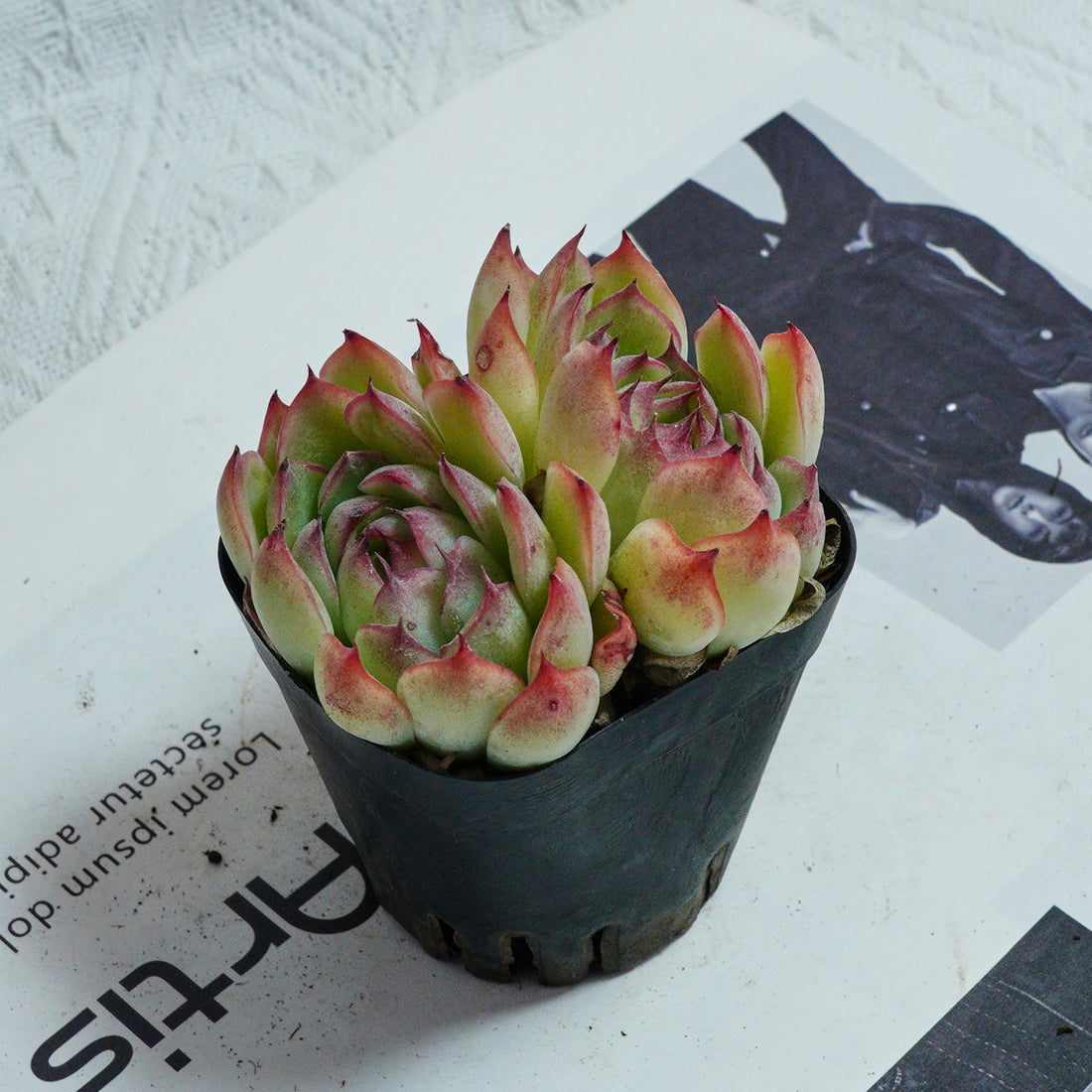 3'' Echeveria Hybrid, Rare Live Succulent Plants