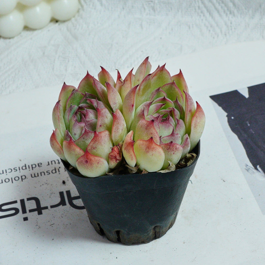 3'' Echeveria Hybrid, Rare Live Succulent Plants