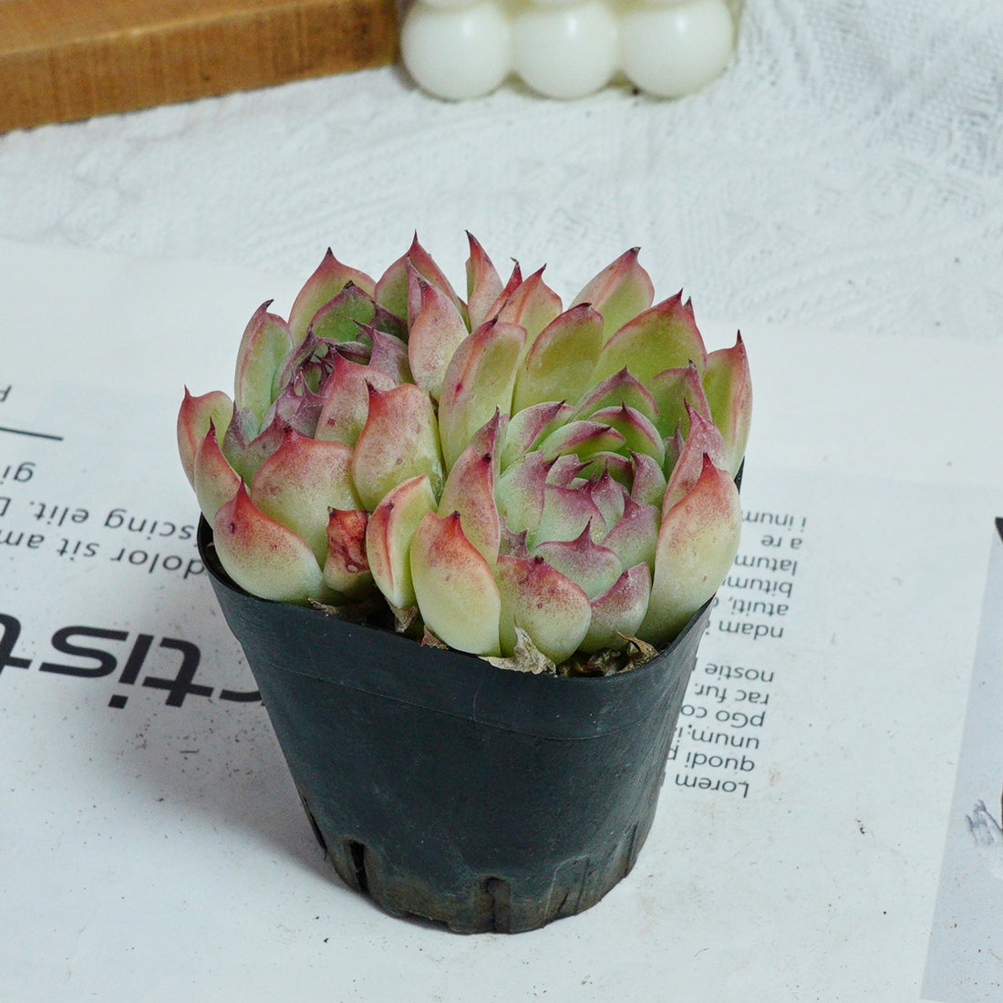 3'' Echeveria Hybrid, Rare Live Succulent Plants