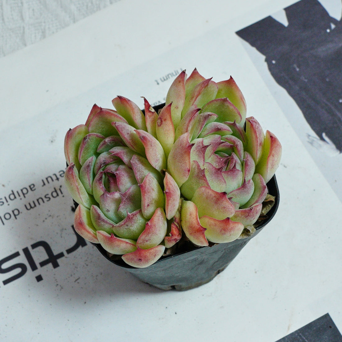 3'' Echeveria Hybrid, Rare Live Succulent Plants