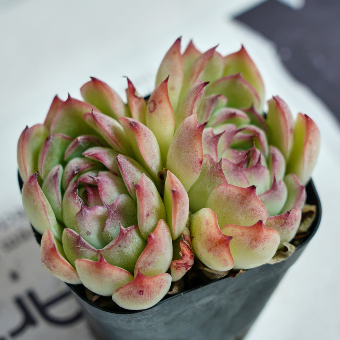 3'' Echeveria Hybrid, Rare Live Succulent Plants
