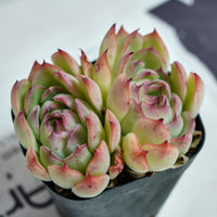 3'' Echeveria Hybrid, Rare Live Succulent Plants