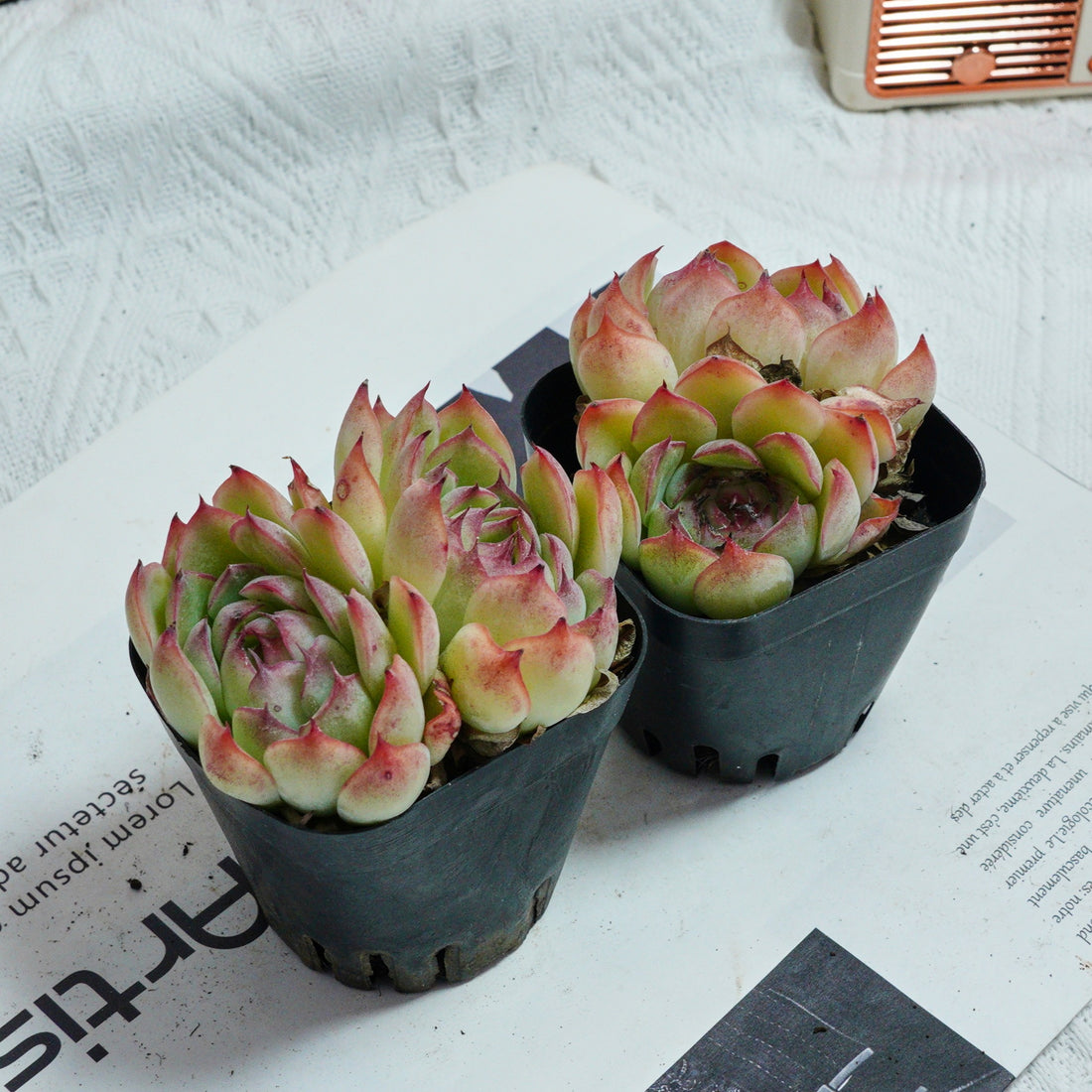 3'' Echeveria Hybrid, Rare Live Succulent Plants