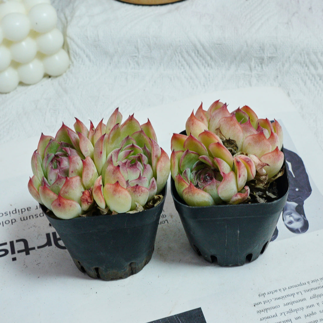 3'' Echeveria Hybrid, Rare Live Succulent Plants