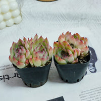 3'' Echeveria Hybrid, Rare Live Succulent Plants