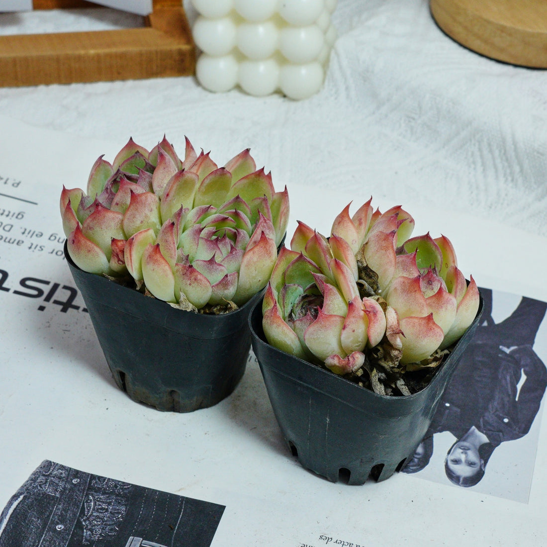 3'' Echeveria Hybrid, Rare Live Succulent Plants