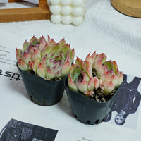 3'' Echeveria Hybrid, Rare Live Succulent Plants