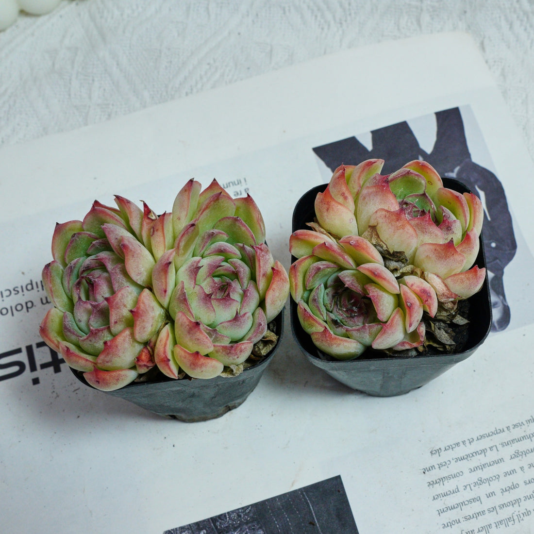3'' Echeveria Hybrid, Rare Live Succulent Plants