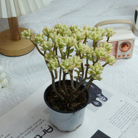 4'' Jelly Bean Mickey Variegated, Rare Live Succulent Plants
