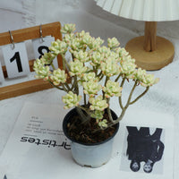 4'' Jelly Bean Mickey Variegated, Rare Live Succulent Plants