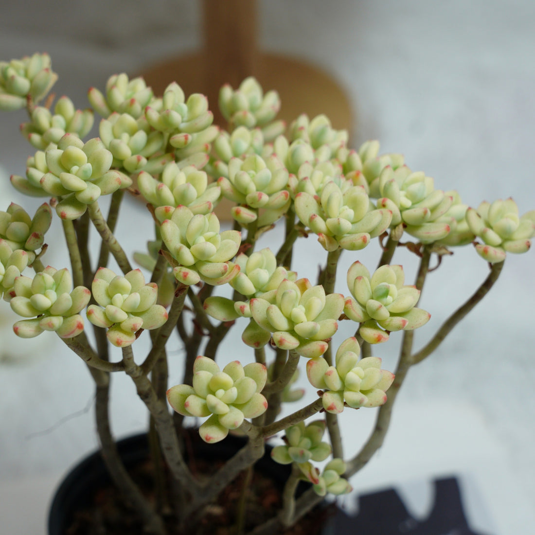 4'' Jelly Bean Mickey Variegated, Rare Live Succulent Plants