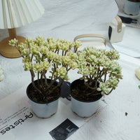 4'' Jelly Bean Mickey Variegated, Rare Live Succulent Plants